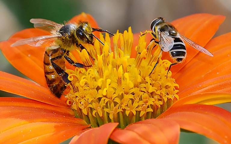 Sin abejas no habría alimentos en la Tierra: SEDARH - El Sol de San Luis |  Noticias Locales, Policiacas, sobre México, San Luis Potosí y el Mundo