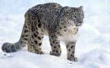 Jaguar de las nieves. Foto: Pexels