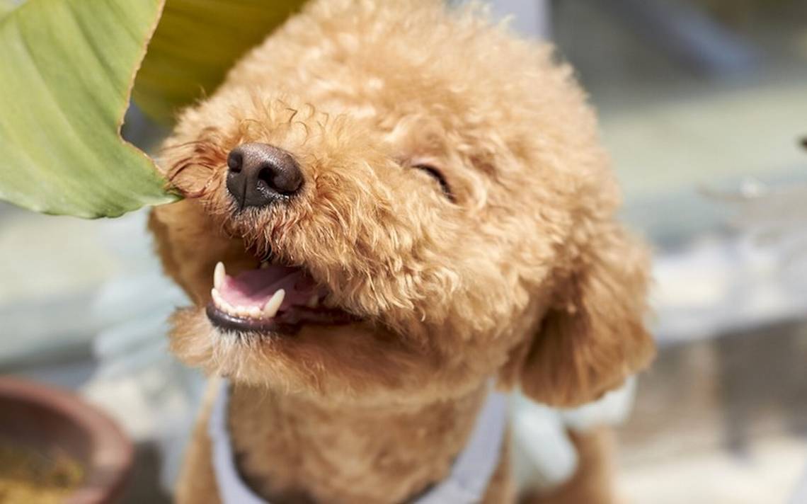 Can dogs understand human words?  science answers it – El Sol de México