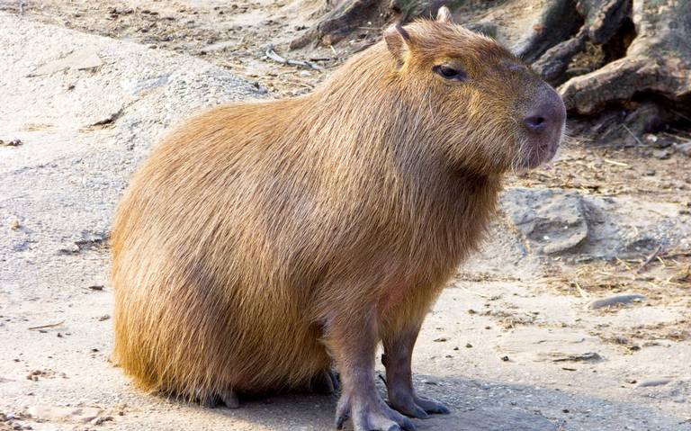 Los capibaras regresan a las que fueron sus tierras - El Sol de México |  Noticias, Deportes, Gossip, Columnas