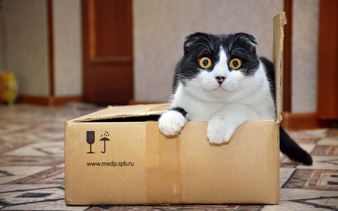 Why do cats love crates?  Science Explains It – El Sol de México