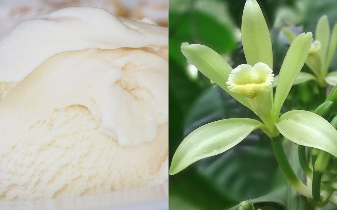 Is vanilla the most beautiful scent in the world?  Explaining Science – El Sol de México