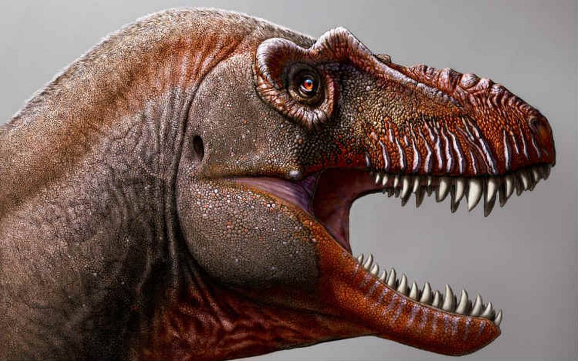 tiranosaurio t rex segador de la muerte canadá dinosaurios Thanatotheristes  degrootorum - El Sol de México | Noticias, Deportes, Gossip, Columnas