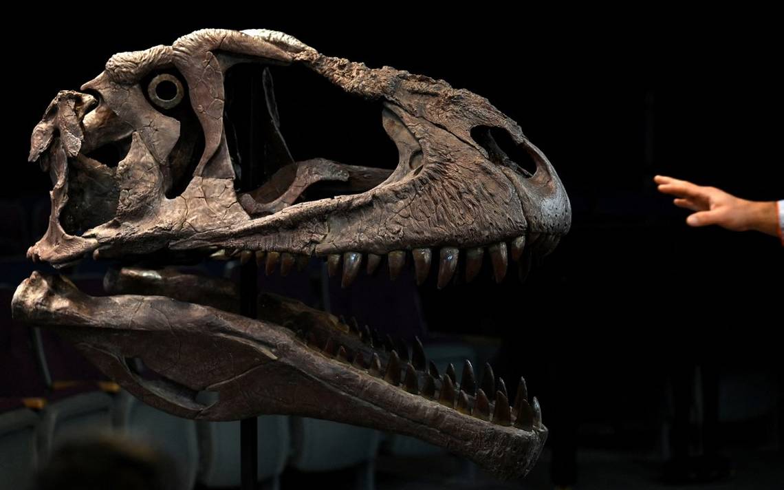 Con brazos diminutos y un peso de 4 mil kg, así es la nueva especie de  dinosaurio descubierta - El Sol de México | Noticias, Deportes, Gossip,  Columnas