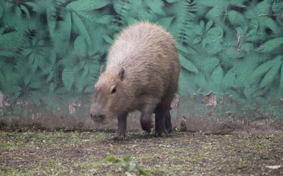 Los capibaras regresan a las que fueron sus tierras - El Sol de México |  Noticias, Deportes, Gossip, Columnas