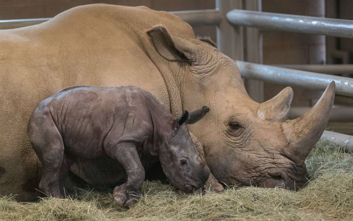 Сколько носорогов родилось в 2002 году. Беременный носорог. Индийский носорог.