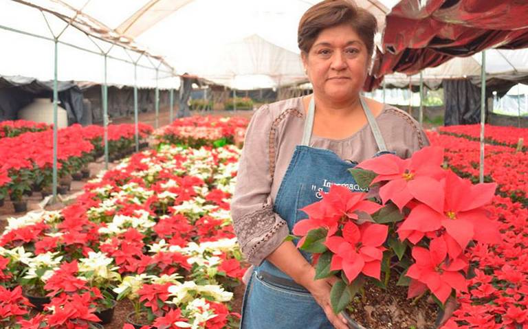 flor Nochebuena riesgo calentamiento global origen Xochimilco cómo se  cultiva - El Sol de México | Noticias, Deportes, Gossip, Columnas