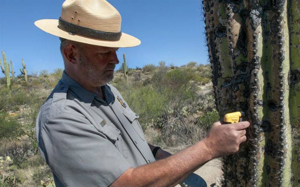 Instalan microchips a gigantescos cactus de Arizona para que no los roben - El Sol de México | Noticias, Deportes, Gossip, Columnas