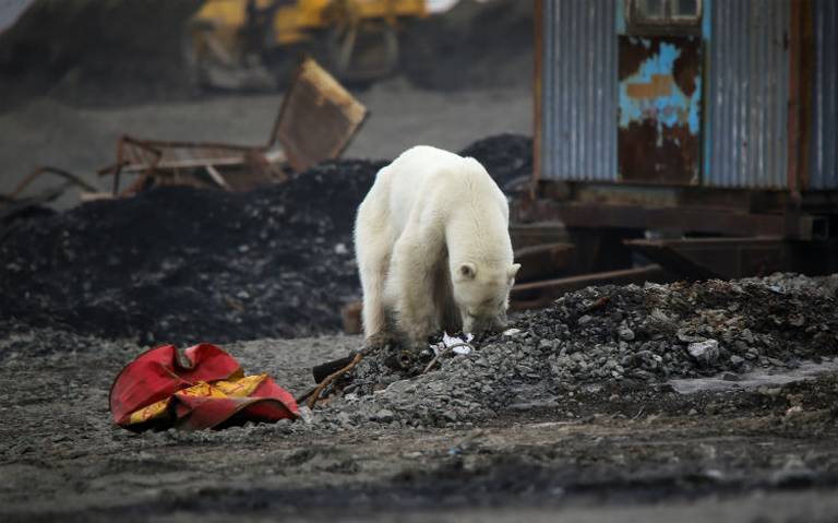 osos polares canibalismo artico derretimiento polos cambio climatico  plantas petroleras habitat - El Sol de México