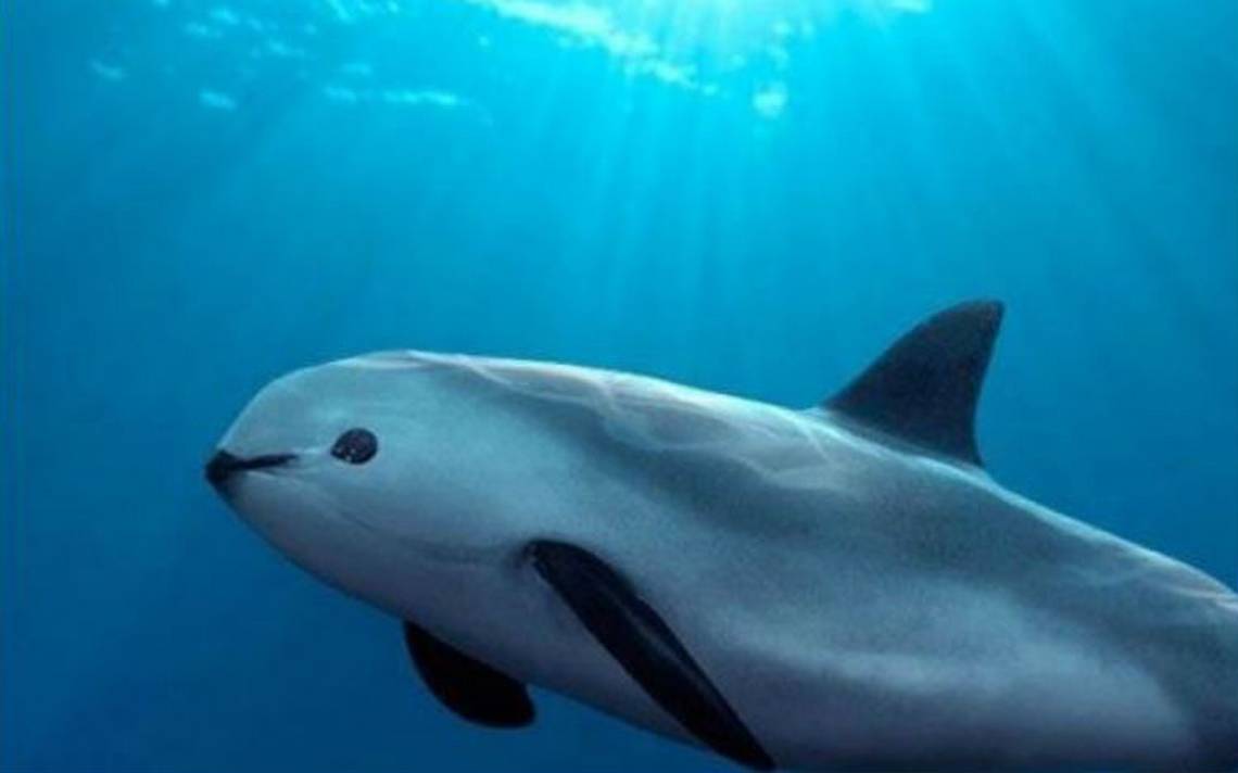 vaquita-marina-animal.jpg