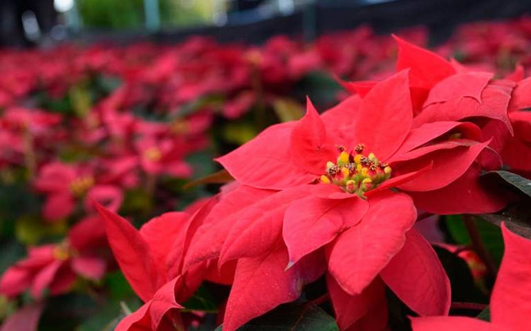 Nochebuena, la flor que México dio al mundo fiestas decembrinas mexico  navidad adornos navideños - El Sol de México | Noticias, Deportes, Gossip,  Columnas