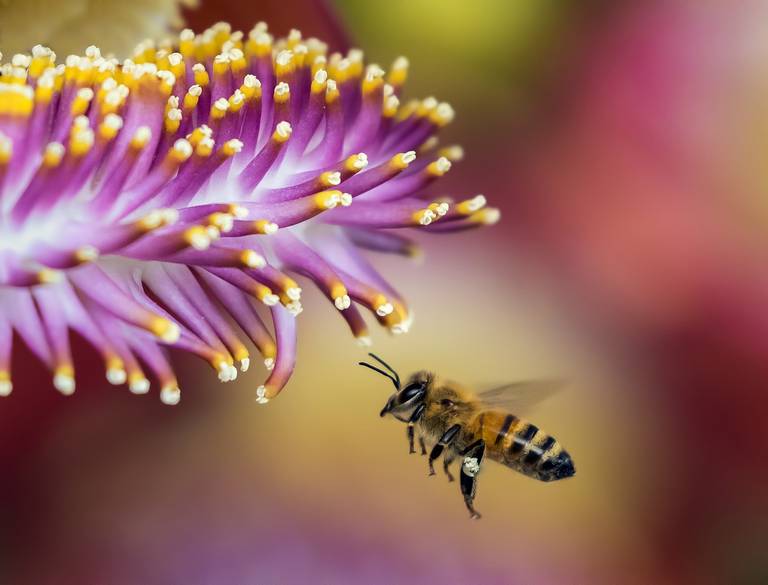 En México, el 85% de las plantas cultivadas dependen de las abejas - El Sol  de México | Noticias, Deportes, Gossip, Columnas