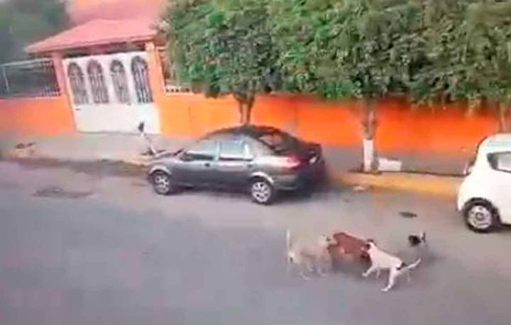 Sin piedad, camionero atropella a perritos cuando jugaban