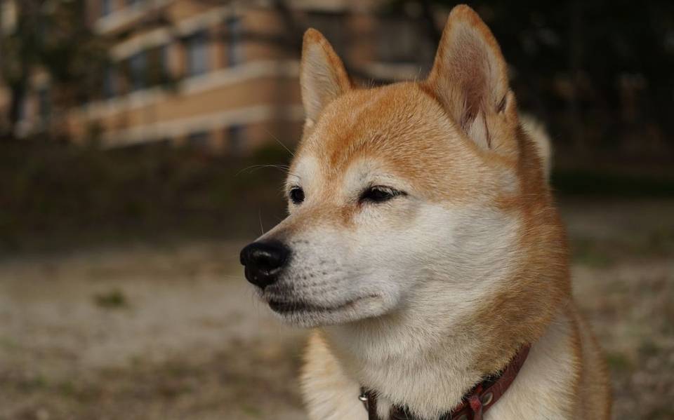 Justicia para Maple: perro Shiba Inu fue a campamento You Can, pero regresa muerto - El Sol de México | Noticias, Deportes, Gossip, Columnas