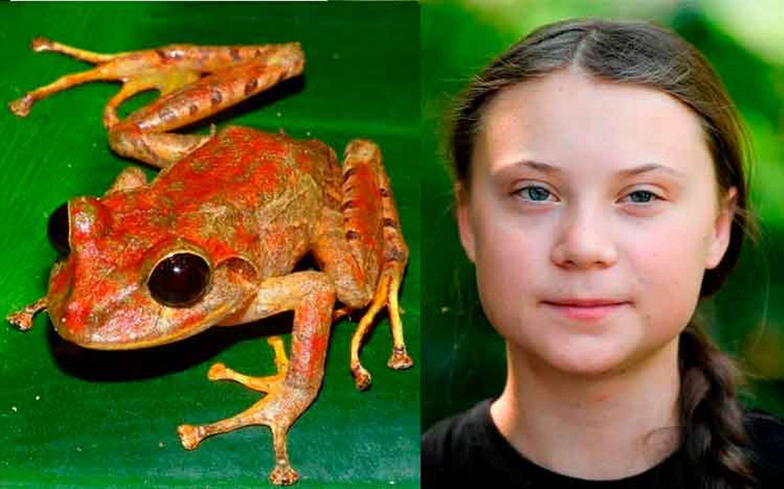 Greta Thunberg se llama nueva especie encontrada en Panamá – El Sol de México