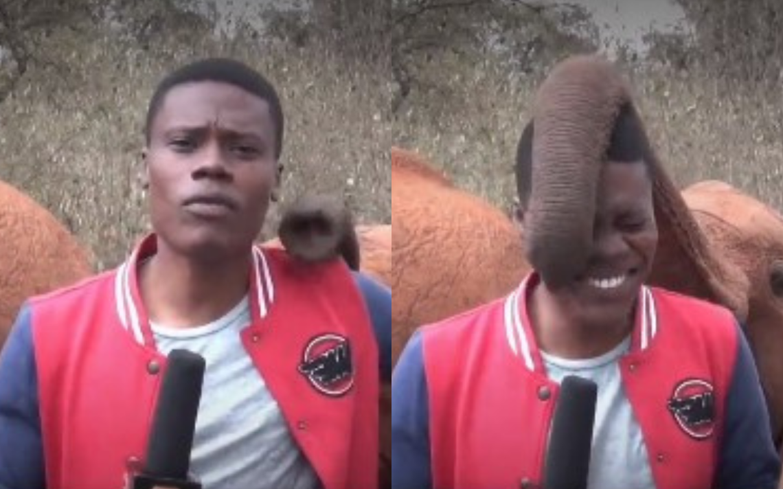 Tickled, baby elephant interrupts Kenyan reporter in the middle of recording (VIDEO)