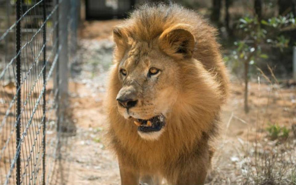 Al menos dos cazadores mueren devorados por leones en Sudáfrica - El Sol de  México | Noticias, Deportes, Gossip, Columnas