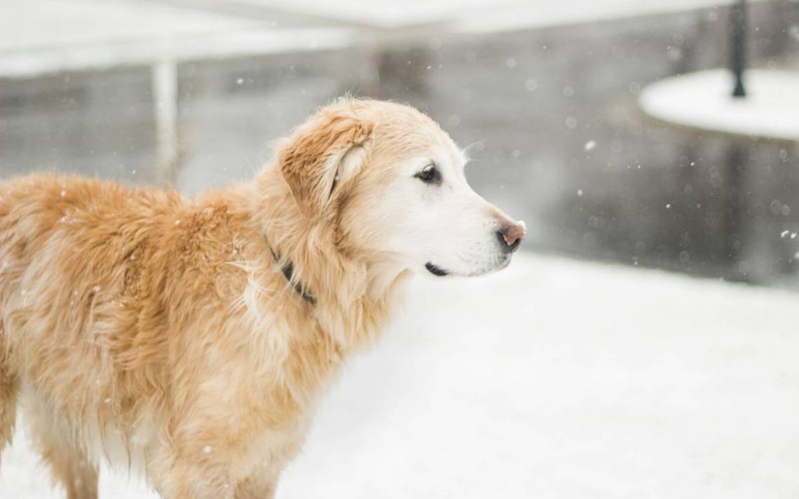 This was the rescue of Nala, the dog that was trapped in the snow in the US (Video)