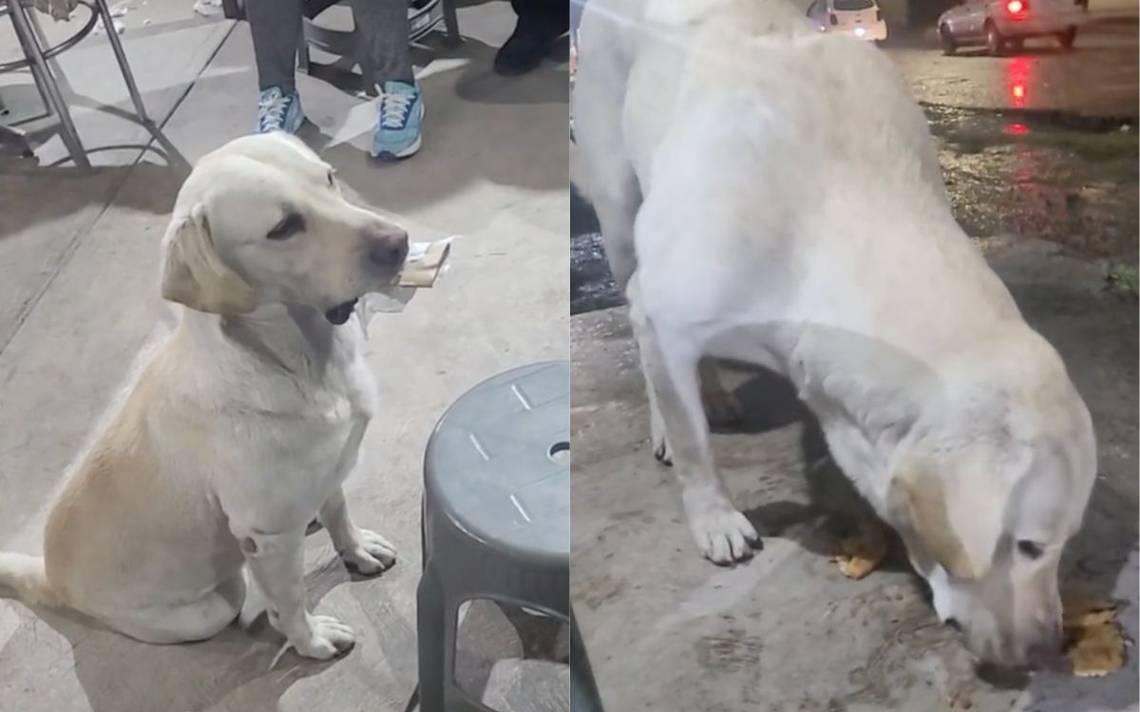 Puppy pays in advance;  He takes things he finds to stores to exchange them for food