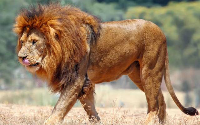 Cazador furtivo es devorado por una manada de leones en Sudáfrica - El  Occidental | Noticias Locales, Policiacas, sobre México, Guadalajara y el  Mundo