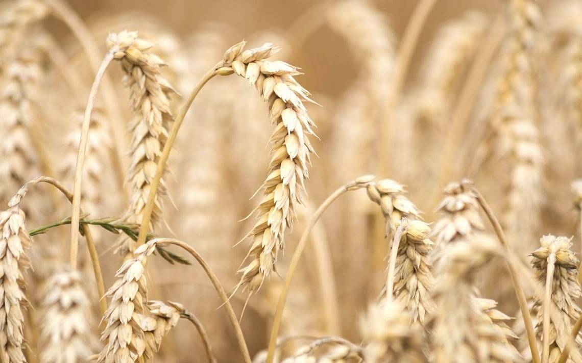 India prohíbe exportaciones de trigo por alza global de precios