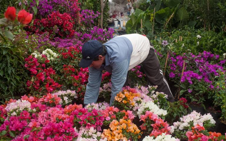 Garantizado el abasto de flores en todo el país para la celebración de Día  de Muertos: Sader - El Sol de México | Noticias, Deportes, Gossip, Columnas