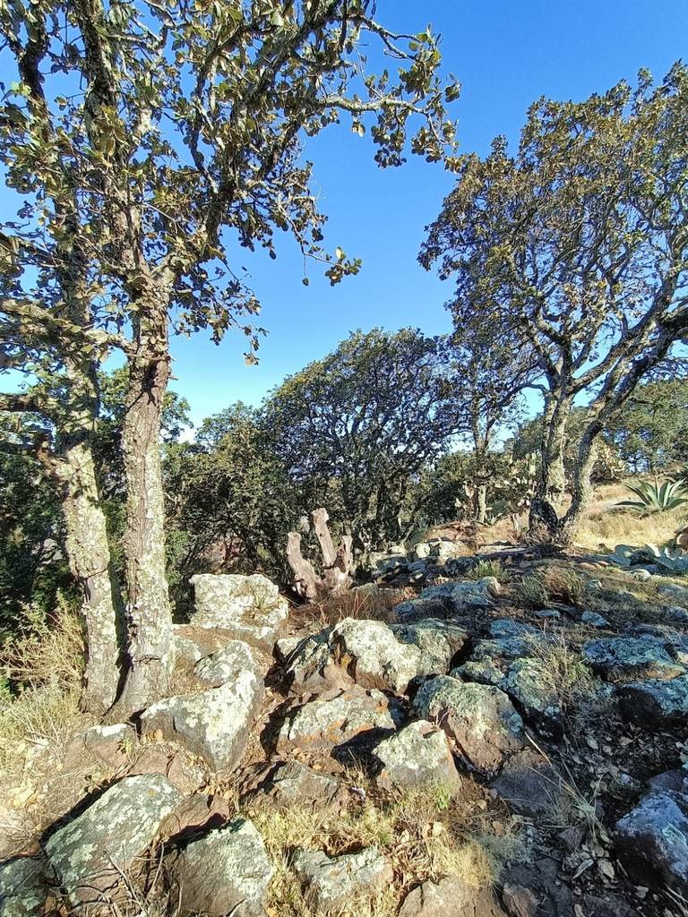 Sierra de Lobos: un paraíso natural... - El Sol de México | Noticias,  Deportes, Gossip, Columnas
