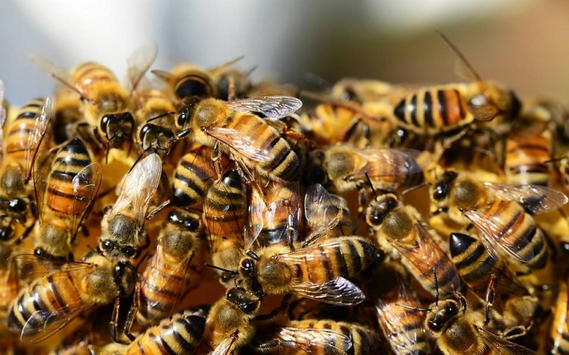Comando' de abejas ataca a policías de Brasil - El Sol de México |  Noticias, Deportes, Gossip, Columnas