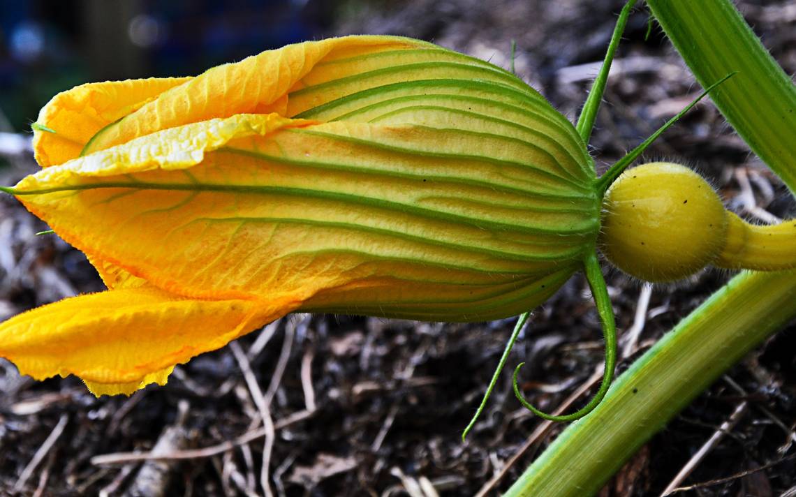 Flor de calabaza, maravilla de la gastronomía mexicana - Noticias