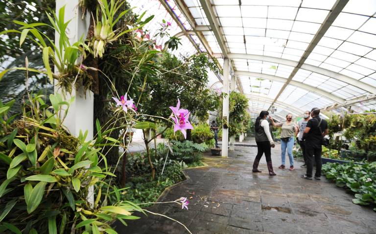Jardín botánico de CDMX estrenará librerías y espacios culturales - El Sol  de México | Noticias, Deportes, Gossip, Columnas