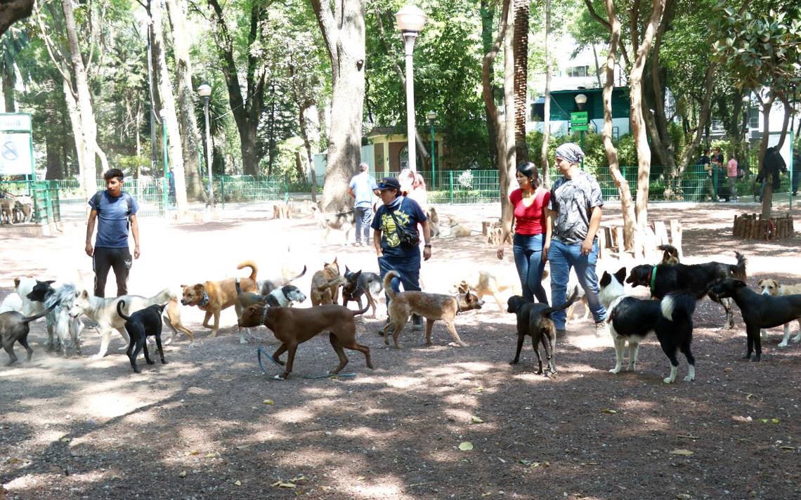 Quieren regular el trabajo de paseadores de perros - El Sol de México |  Noticias, Deportes, Gossip, Columnas