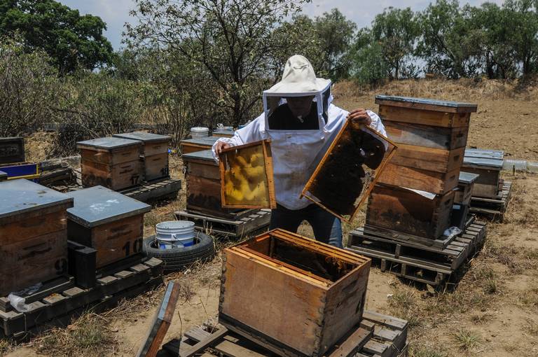 Pierde CDMX colmenas de abejas por crecimiento urbano - El Sol de