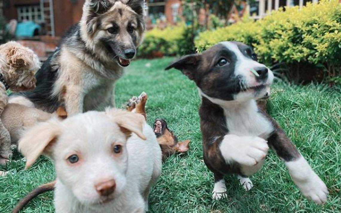 Dónde adoptar perros en CDMX: Día Mundial del Perro - El Sol de México | Noticias, Deportes, Gossip, Columnas