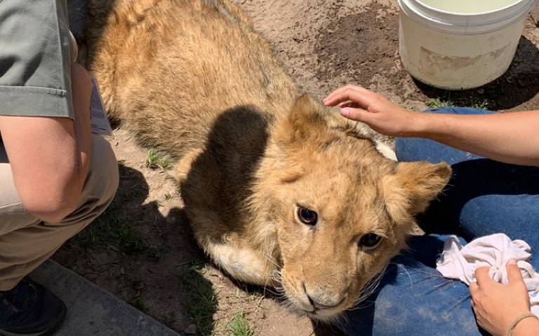 Cachorro de león rescatado en Ecatepec está delicado de salud, según  Profepa [Video] - El Sol de México | Noticias, Deportes, Gossip, Columnas