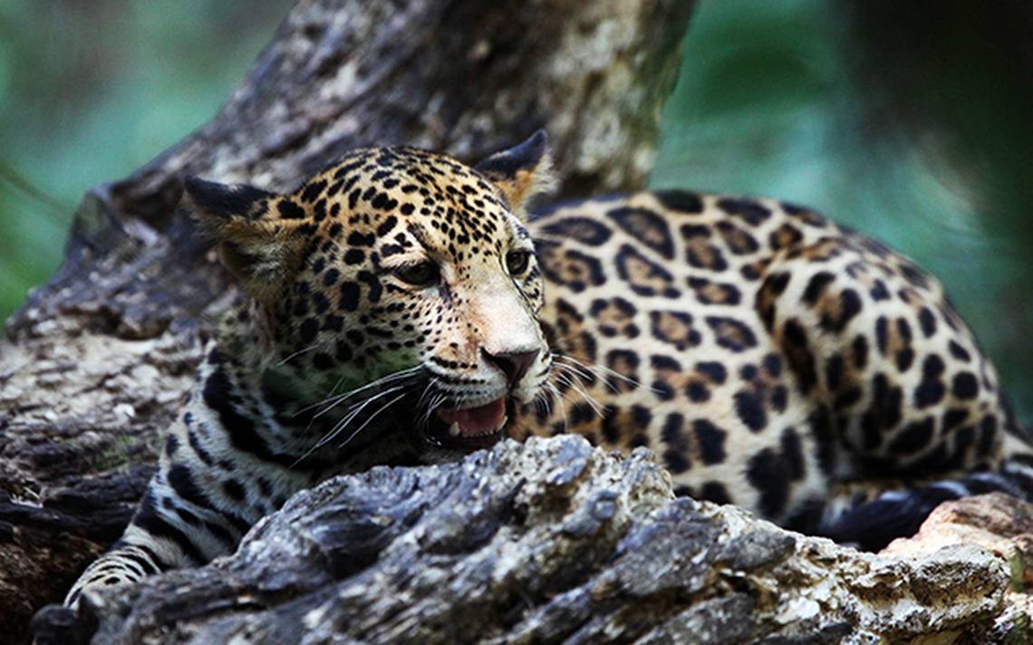 mex-jaguar1