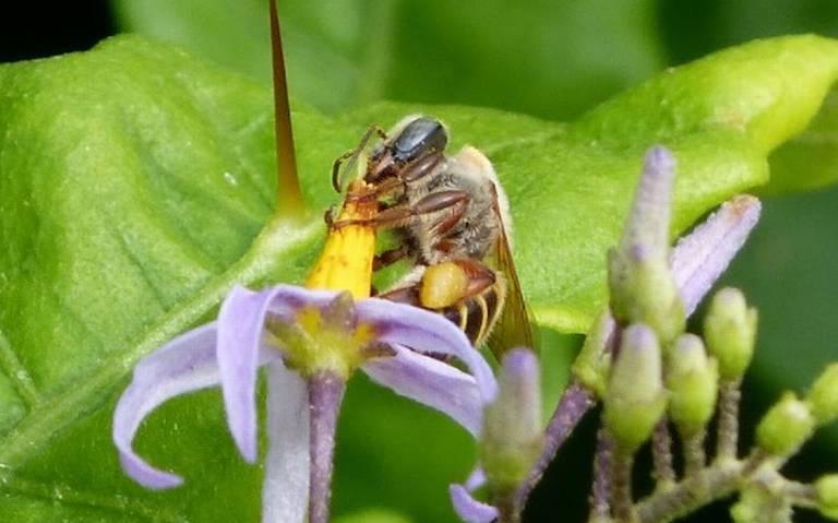 En México, el 85% de las plantas cultivadas dependen de las abejas - El Sol  de México | Noticias, Deportes, Gossip, Columnas