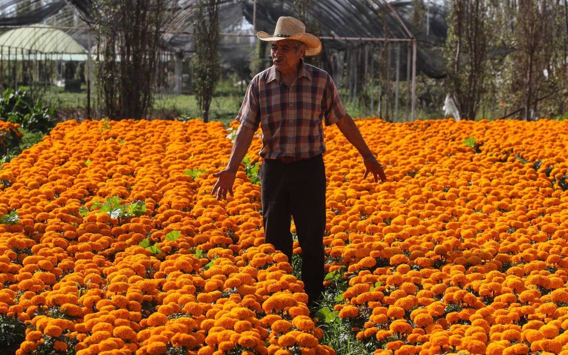 Día de Muertos 2021: listas las plantas de cempasúchil - El Sol de México |  Noticias, Deportes, Gossip, Columnas