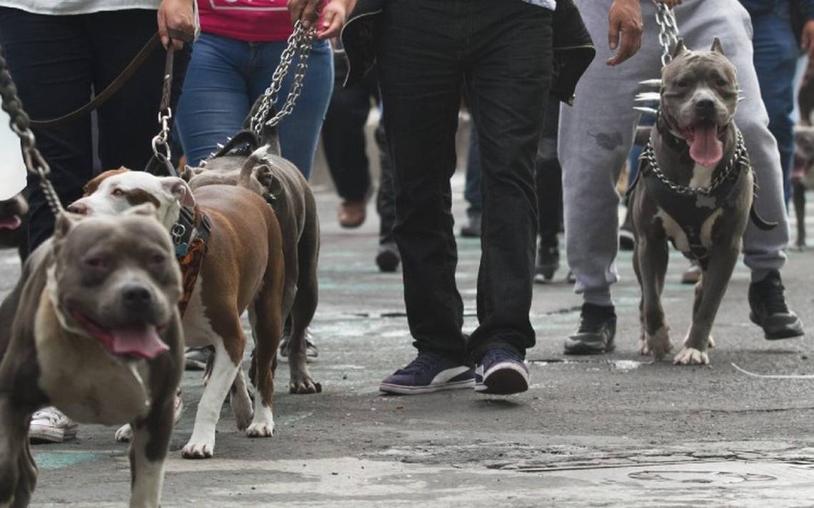 Infidelidad Por el contrario administrar Diputados prohíben peleas de perros contra cualquier otro animal - El Sol  de México | Noticias, Deportes, Gossip, Columnas